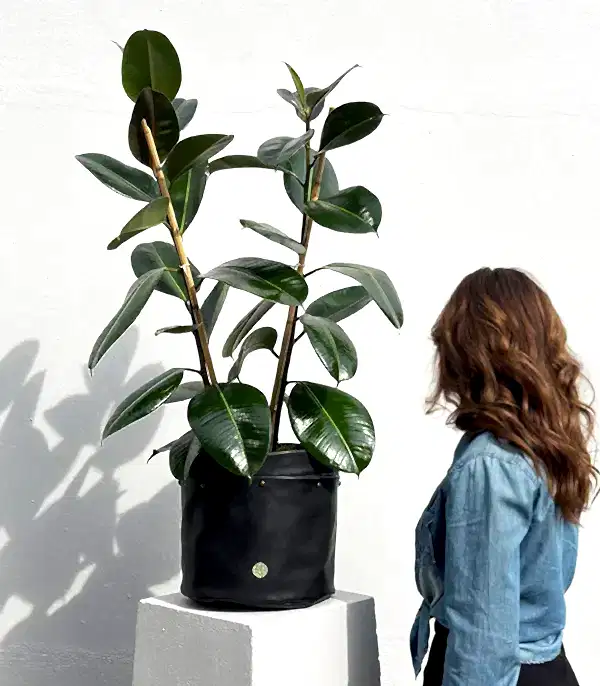 Siyah Deri Saksıda Ficus Elastica Robusta Kauçuk Bitkisi 100 cm