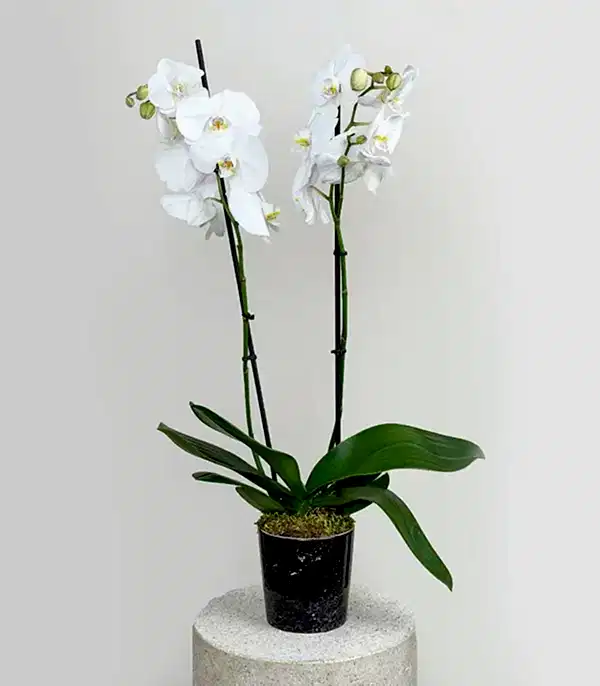 Siyah Seramik Vazoda Beyaz 2 Dal Orkide