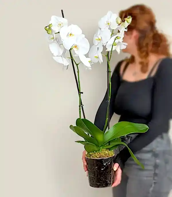 Siyah Seramik Vazoda Beyaz 2 Dal Orkide