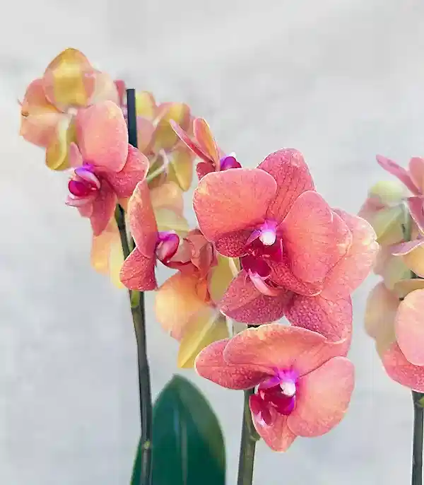 Somon Beton Saksıda 4 Dal Orkide Narçiçeği Quatro