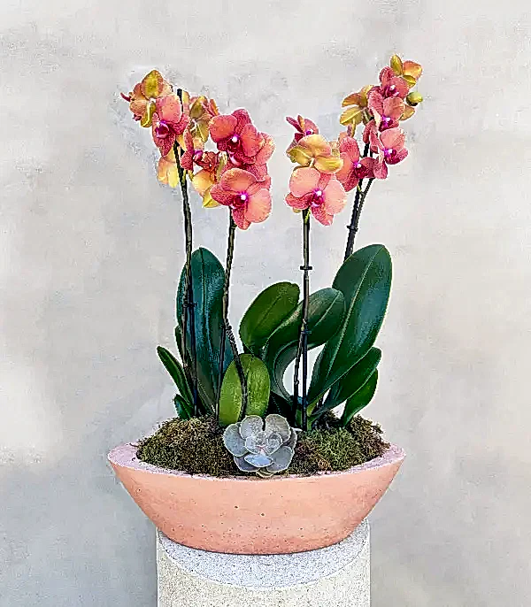 Somon Beton Saksıda 4 Dal Orkide Narçiçeği Quatro