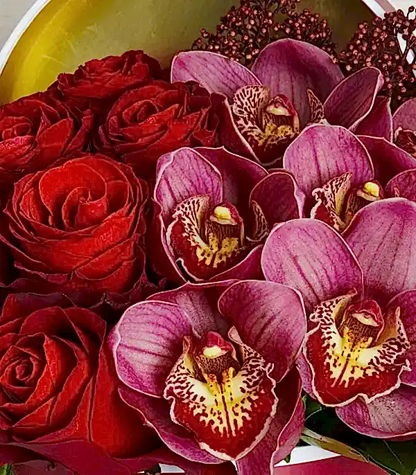 Sonya Gri Grand Kutu Kırmızı Gül Bordo Cymbidium Orkide