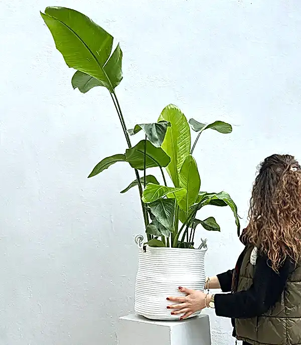 Strelitzia Beyaz Sepette Starliçe Cennet Kuşu Bitkisi 100 cm