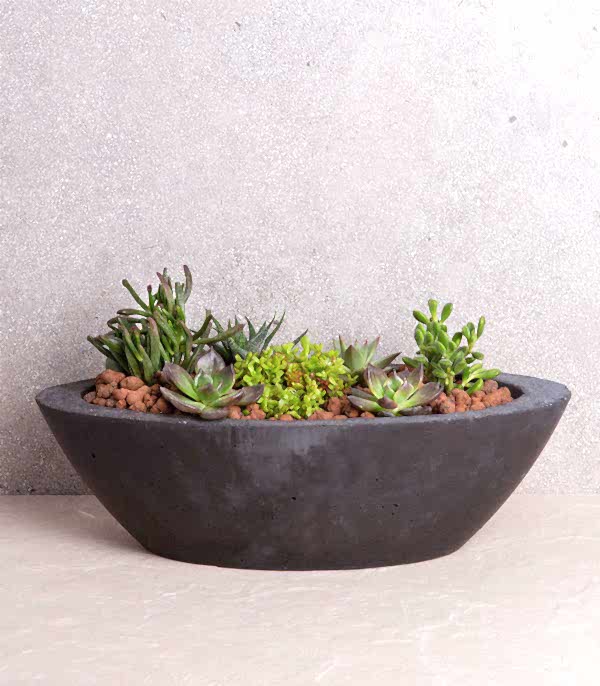 Sukulent Garden Oval Deluxe