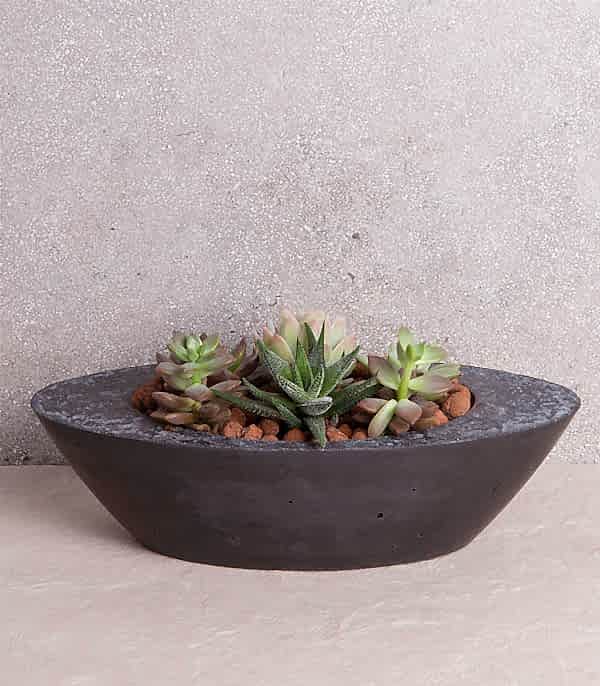 Sukulent Garden Oval Luxe