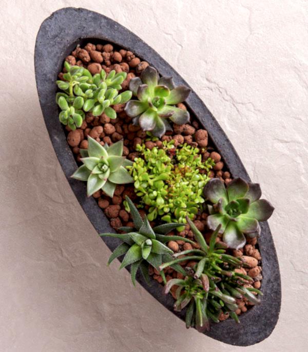 Sukulent Garden Oval Deluxe