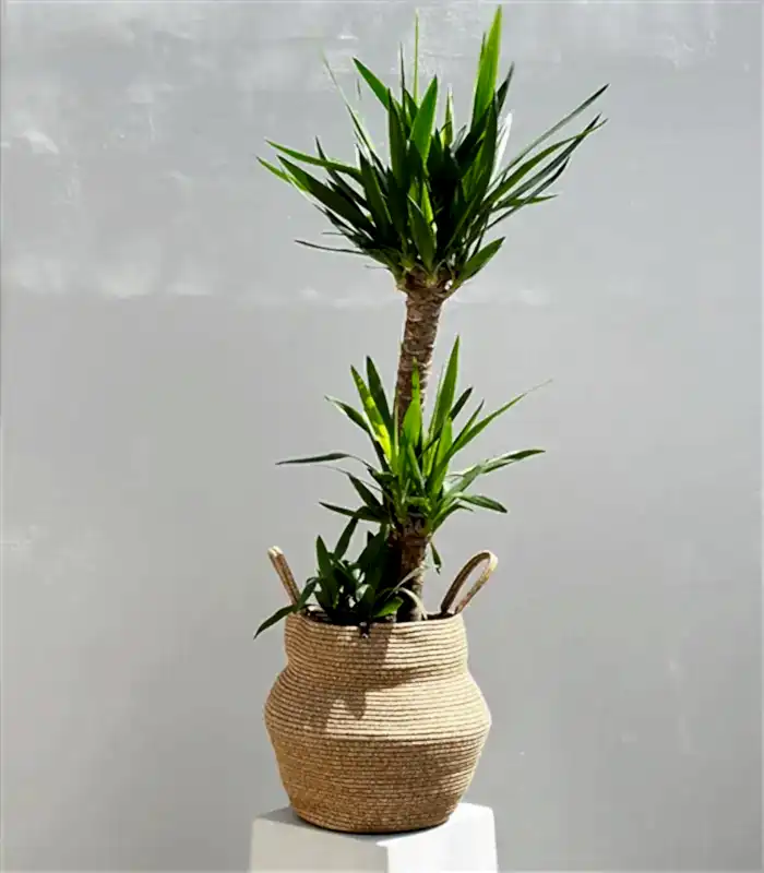 Yucca Doğal Jüt Sepette Yuka Ağacı 3 Gövdeli Deluxe 150 cm