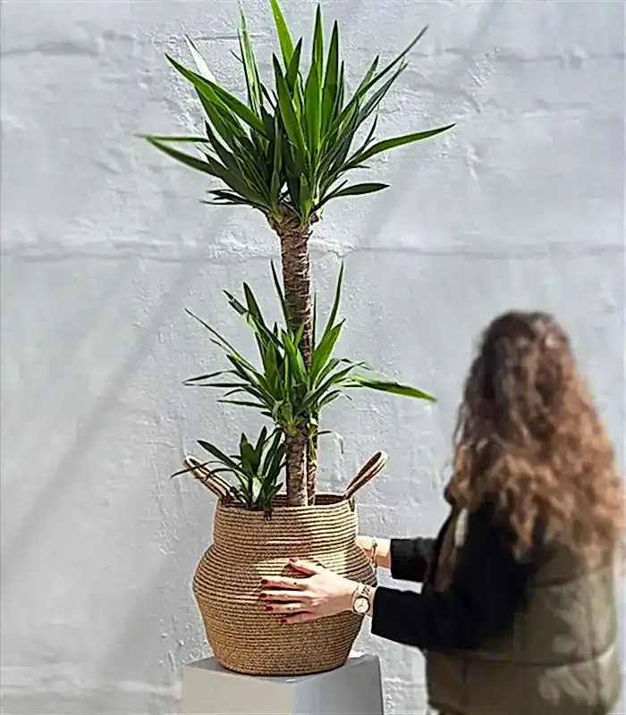 Yucca Doğal Jüt Sepette Yuka Ağacı 3 Gövdeli Deluxe 150 cm